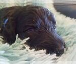 Small Photo #3 Bouvier Des Flandres-Poodle (Standard) Mix Puppy For Sale in LAKELAND, FL, USA