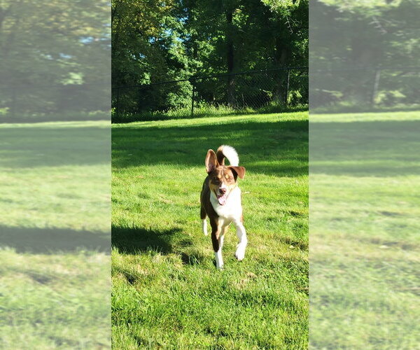 Medium Photo #1 Border Collie-Unknown Mix Puppy For Sale in Springdale, PA, USA