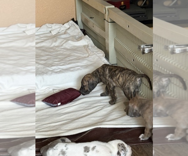 Medium Photo #12 Great Dane Puppy For Sale in PITTSBURG, CA, USA