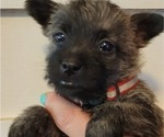 Puppy Colby Cairn Terrier