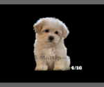 Small Photo #10 Maltipoo Puppy For Sale in SAN DIEGO, CA, USA