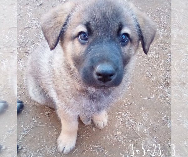 Medium Photo #21 German Shepherd Dog-Unknown Mix Puppy For Sale in Apple Valley, CA, USA