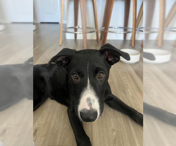 Medium Photo #1 Labrador Retriever-Unknown Mix Puppy For Sale in San Antonio, TX, USA