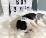 Small Photo #24 Sheepadoodle Puppy For Sale in NIXA, MO, USA