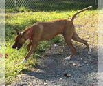 Small #2 Mountain Cur Mix