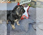 Small Australian Shepherd-Maltese Mix