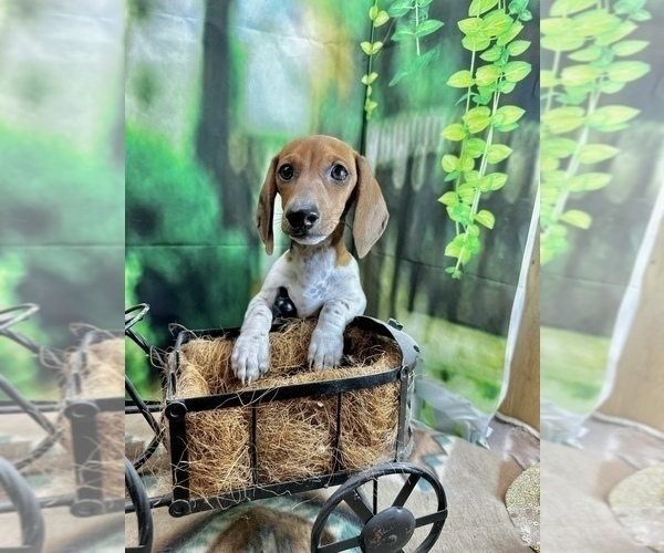 Medium Photo #3 Dachshund Puppy For Sale in CASSVILLE, MO, USA