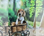Small #2 Dachshund