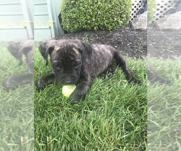 Medium Photo #2 Cane Corso Puppy For Sale in WESTFIELD, IN, USA
