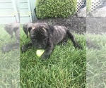 Small Photo #2 Cane Corso Puppy For Sale in WESTFIELD, IN, USA