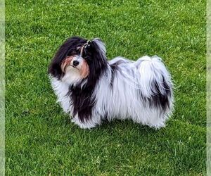 Father of the Havanese puppies born on 06/27/2026
