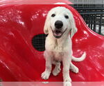 Small #1 Great Pyrenees