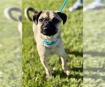 Small #5 Puggle