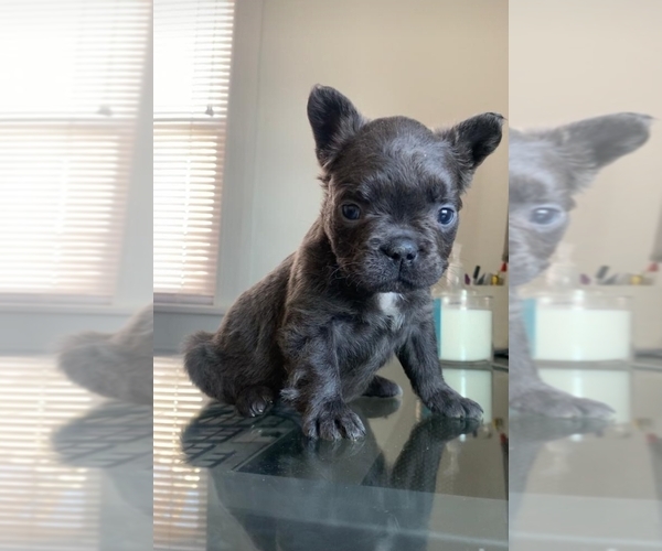 Medium Photo #1 French Bulldog Puppy For Sale in NEW LISBON, NJ, USA