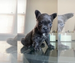 Small Photo #1 French Bulldog Puppy For Sale in NEW LISBON, NJ, USA