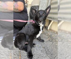 Australian Shepherd-Unknown Mix Dogs for adoption in San Bernardino, CA, USA
