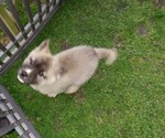 Small Photo #2 Akita-Siberian Husky Mix Puppy For Sale in MILLINGTON, MD, USA