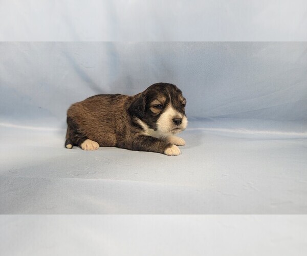 Medium Photo #76 Bernedoodle (Miniature) Puppy For Sale in BLACK FOREST, CO, USA