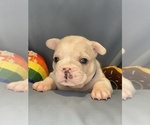 Puppy Lambchop Faux Frenchbo Bulldog