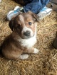 Small Photo #1 English Shepherd Puppy For Sale in CLINTON, MT, USA