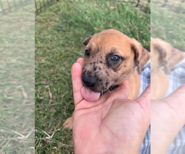 Medium Photo #4 Great Dane-Unknown Mix Puppy For Sale in Bullard, TX, USA