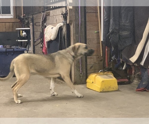 Medium Photo #9 Great Dane-Labrador Retriever Mix Puppy For Sale in CHESAPEAK BCH, MD, USA