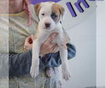 Small #3 American Staffordshire Terrier-Boxer Mix