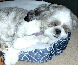 Father of the Shih Tzu puppies born on 10/23/2024