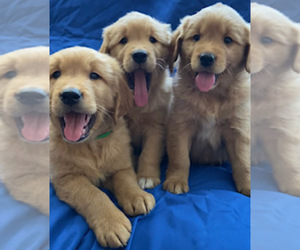 Golden Retriever Puppy for sale in SANTA ANA, CA, USA