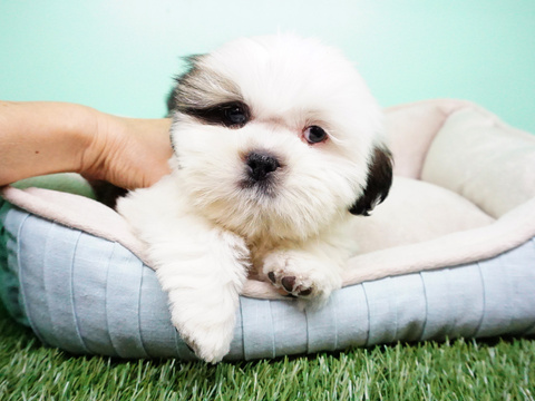 Medium Photo #4 Shih Tzu Puppy For Sale in LA MIRADA, CA, USA