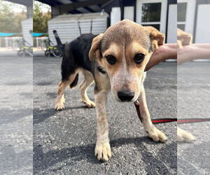 Mutt Dogs for adoption in Sterling, MA, USA