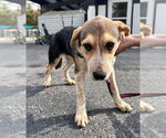 Small Mutt