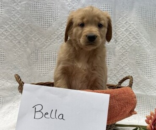 Medium Photo #3 Golden Retriever Puppy For Sale in OWEN, WI, USA