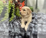 Puppy Carmel Golden Retriever