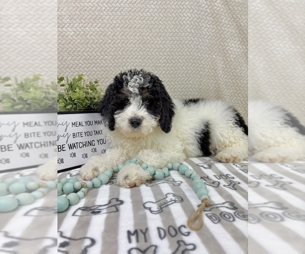 Medium Photo #4 Bernedoodle (Miniature) Puppy For Sale in INDIANAPOLIS, IN, USA