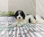 Small #3 Bernedoodle (Miniature)