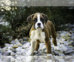 Small #7 Boxer