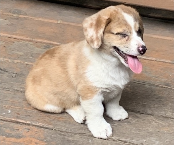 Medium Photo #43 Welsh Cardigan Corgi Puppy For Sale in SUN PRAIRIE, WI, USA