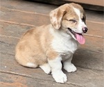 Small Photo #43 Welsh Cardigan Corgi Puppy For Sale in SUN PRAIRIE, WI, USA