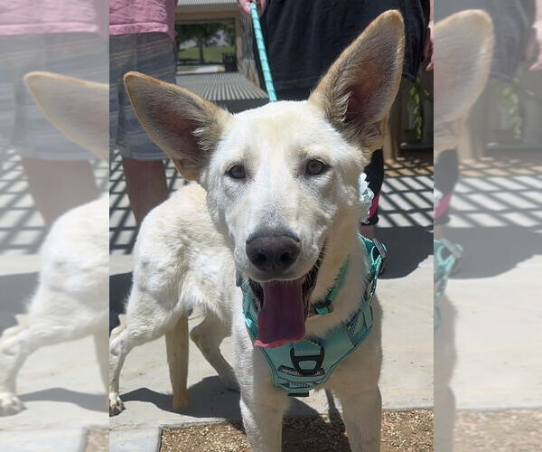 Medium Photo #3 - Mix Puppy For Sale in Phoenix, AZ, USA