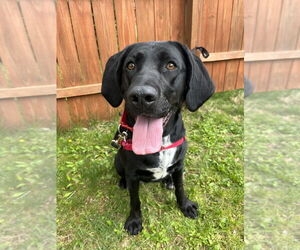 Labrador Retriever-Plott Hound Mix Dogs for adoption in Candler, NC, USA