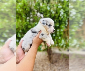 Pembroke Welsh Corgi Puppy for sale in COOLIDGE, AZ, USA
