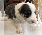 Small Photo #7 Border Collie Puppy For Sale in MOSIER, OR, USA