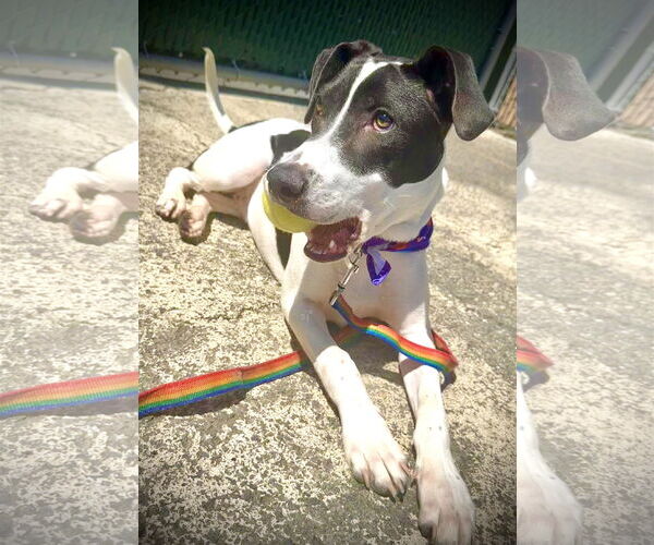 Medium Photo #9 Pointer-Unknown Mix Puppy For Sale in Westwood, NJ, USA