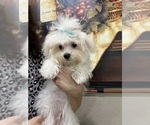 Small #1 Maltese