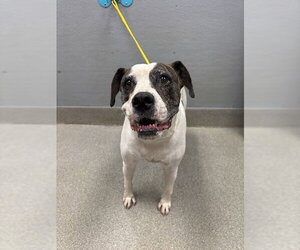 Mutt Dogs for adoption in Las Vegas, NV, USA