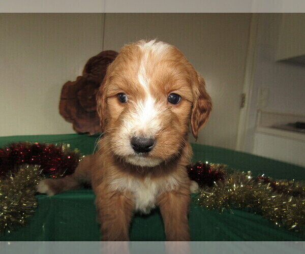 Medium Photo #3 Goldendoodle Puppy For Sale in FORT WAYNE, IN, USA