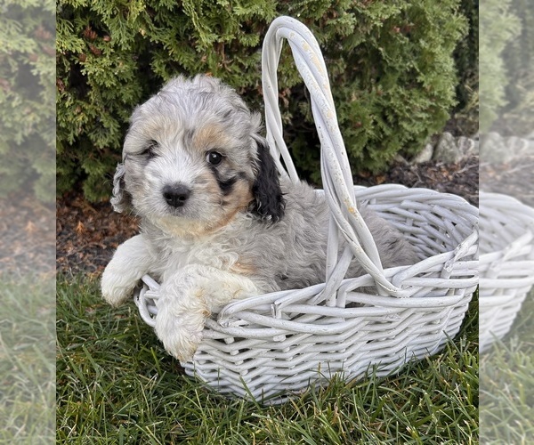 Medium Photo #3 Cockapoo (Toy) Puppy For Sale in MIDDLEBURY, IN, USA