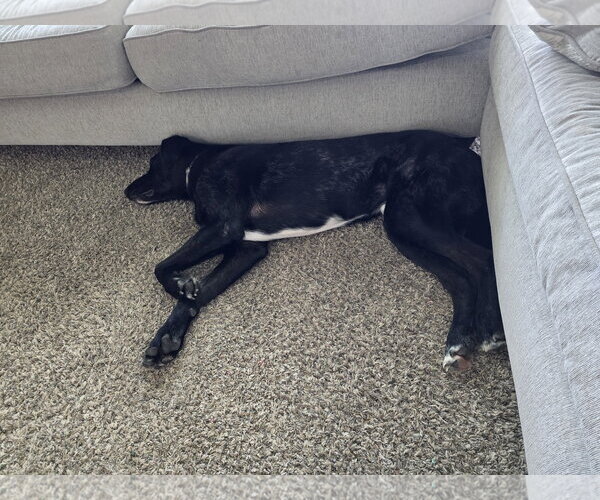 Medium Photo #10 Great Dane-Poodle (Standard) Mix Puppy For Sale in McKinney, TX, USA