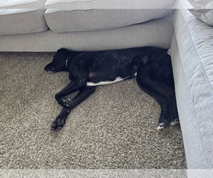 Alfie - Male Great Dane-Poodle (Standard) Mix Dog for Adoption - Photo #10